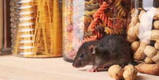 食品室里的老鼠